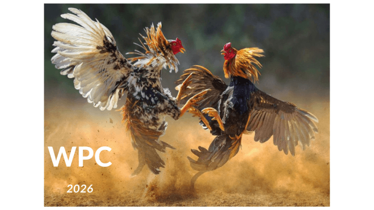 Why Cockfighting in WPC 2026 is a hot topic on the Internet these days?