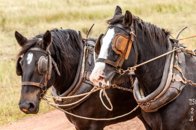 Horse Collar